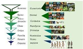 TAXONOMÍA DE LAS ENFERMEDADES