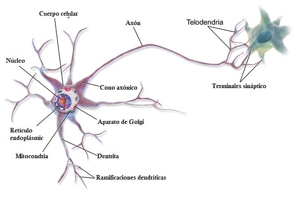 Golgi, Ramon y Cajal reciben el premio nobel