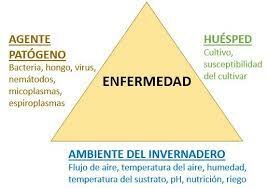 ¿LA TRÍADA DE ENFERMEDAD EN LA FITOP EN LA FITOPATOLOGÍA?