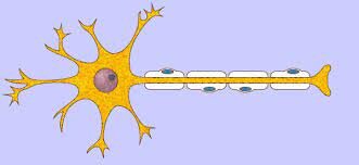Emil du Bois-Reymond (1818-1896)