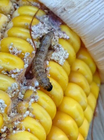 Eliminación de larvas