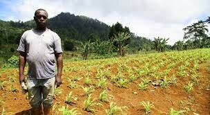 La salud, el trabajo y la comida: lo que el COVID-19 se llevó en los países más pobres