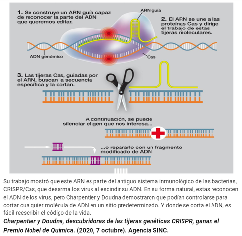 Emmanuelle Charpentier y Jennifer Doudna.
