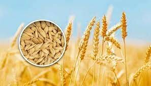 La teoría humoral (Elementos del clima)