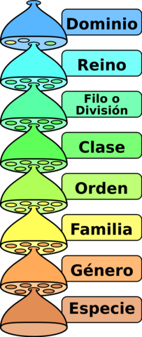 Taxonomía de las enfermedades