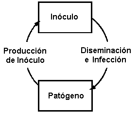 La traída de la enfermedad en la fitopatología.