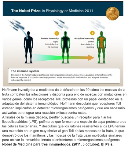 Bruce Beutler, Jules Hoffmann y Ralph Steinman.