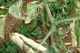 Otras nociones de causa