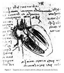 Erasistrato de Cos distingue los vasos sanguíneos y las válvulas cardíacas