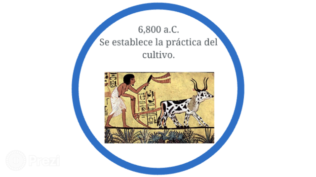 Práctica de cultivo