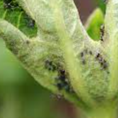 Timeline: Línea de Tiempo Origen de las Enfermedades por Angelica Ruiz