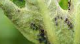 Timeline: Línea de Tiempo Origen de las Enfermedades por Angelica Ruiz