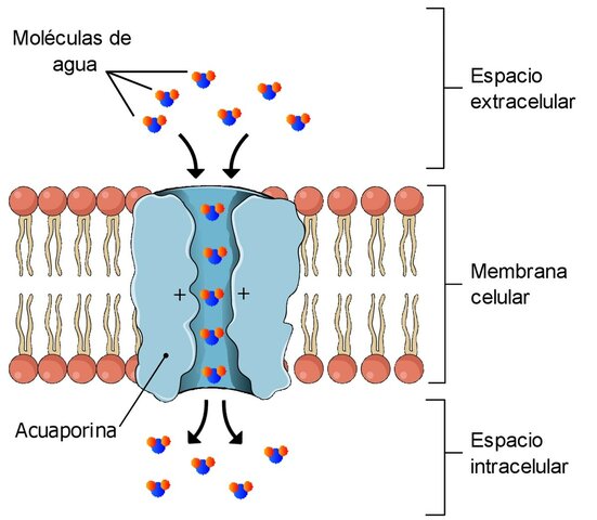 Peter Agre - Descubrimiento de las acuapurinas