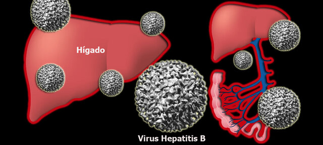 Baruch Blumberg - Descubrimiento del vírus Hepatitis B y su vacuna