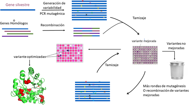 Frances Arnold, - Métodos de evolución dirigida