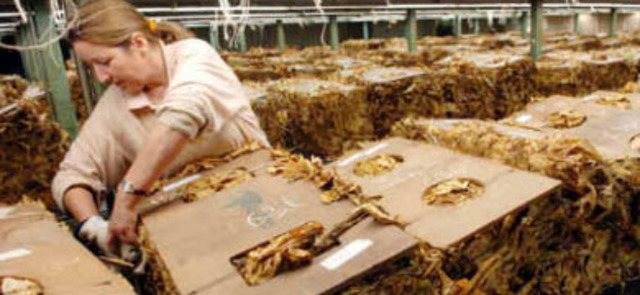 UPA-UCE denuncia la situación «casi dramática» de 2.2.00 tabaqueros extremeños