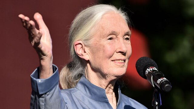Jane Goodall Budapesten