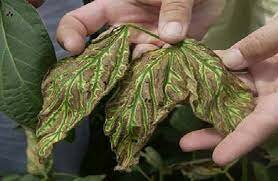 OTRAS NOCIONES AS NOCIONES DE CAUSAS