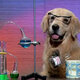 Science dog