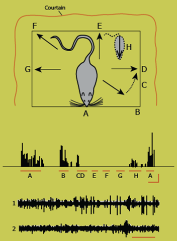 May-Britt Moser, Edvard I. Moser - Descubrimiento de células que conforman sistema de posicionamiento