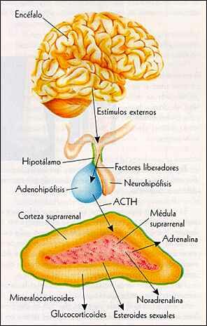 Robert Lefkowitz, Brian Kobilka - Descubrimiento de la ubicación de la adrenalina
