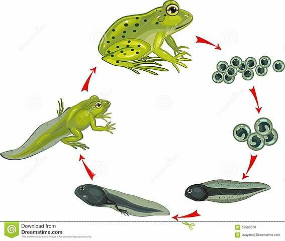 John Gurdon - Clonación de un renacuajo