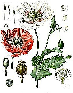 Conocimientos sustancias tóxicas