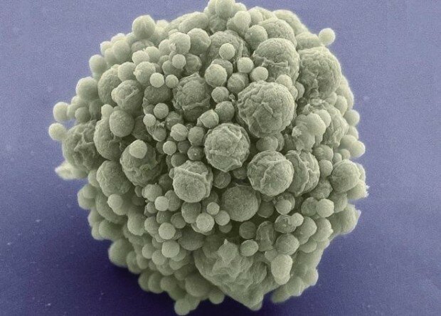 Craig Venter - Creación de una bacteria artificial