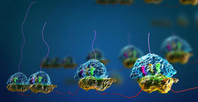 Ada Yonath - Estudio de la estructura de los ribosomas