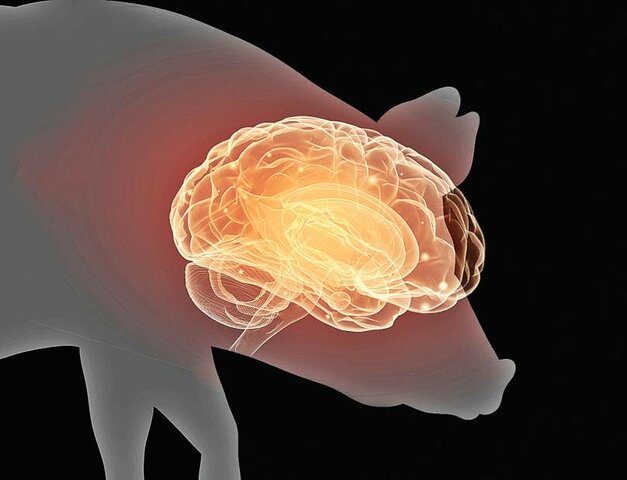 Nenad Sestan - Restauración de la actividad cerebral de cerdos