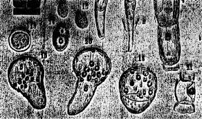 THEODOR SCHWANN (1838). Médico alemán