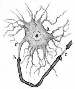 SANTIAGO RAMON Y CAJAL (1906). Médico y cientifico español padre de la neurociencia