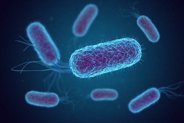 Escherichia coli