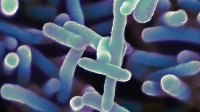 Shigella dysenteriae