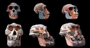 Descubrimiento De Fósiles Humanos