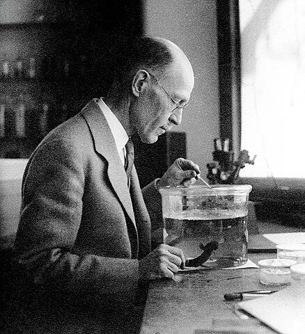 ROSS HARRISON (1935). Biólogo y Embriologo Estadounidense