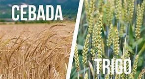 , las primeras enfermedades infecciosas de plantas - "samana" y "mehru"