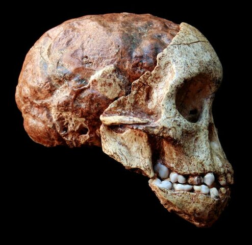 Descubrimiento de los primeros fosiles.