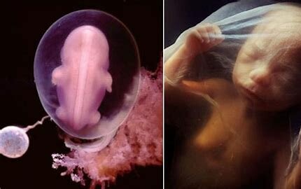 Efectos Biológicos de la Radiación