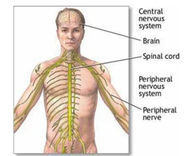 FRANCOIS MAGENDIE 1783 - 1855