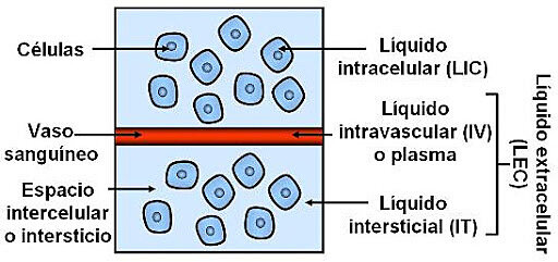 Teoría de los comprtamientos