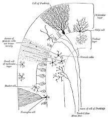 JOHANNES EVANGELISTA PURKINJE 1787 - 1869