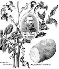 Anton De Bary