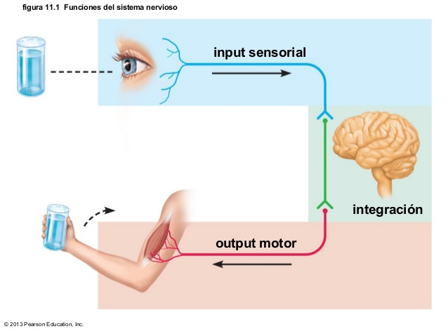 JH JACKSON 1835 - 1911