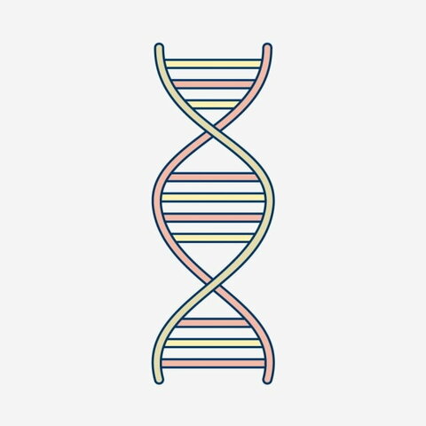 Modelo de Doble Hélice