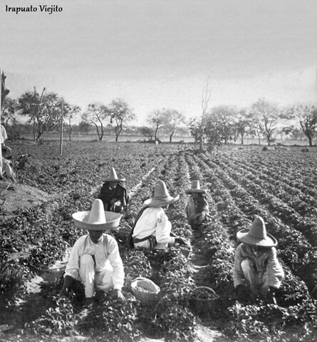 Revolución Mexicana:  Agricultura
