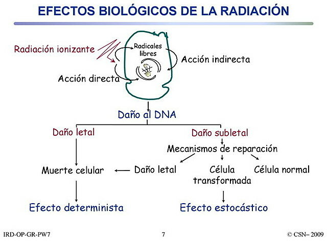 1895  Efectos Biológicos de la Radiación