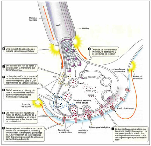 Henry Hallett Dale 1875 - 1968 y Otto Loewi 1873 - 1961