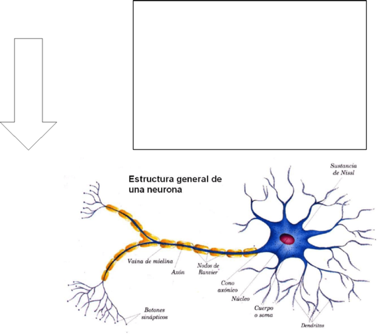 ERA MODERNA SIGLO XX