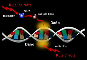 1897 Efectos Biológicos de la Radiación